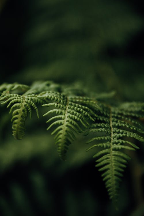 Green plant foliage with curved stems and spiky edges growing in summer forest on blurred background