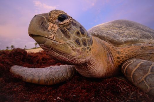A detailed capture of a Green Sea Turtle on the beach in Mahahual, Mexico at sunset.