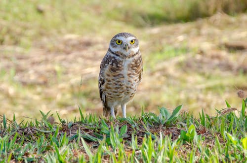 Free Close-Up Shot of an Owl on Grass Stock Photo
