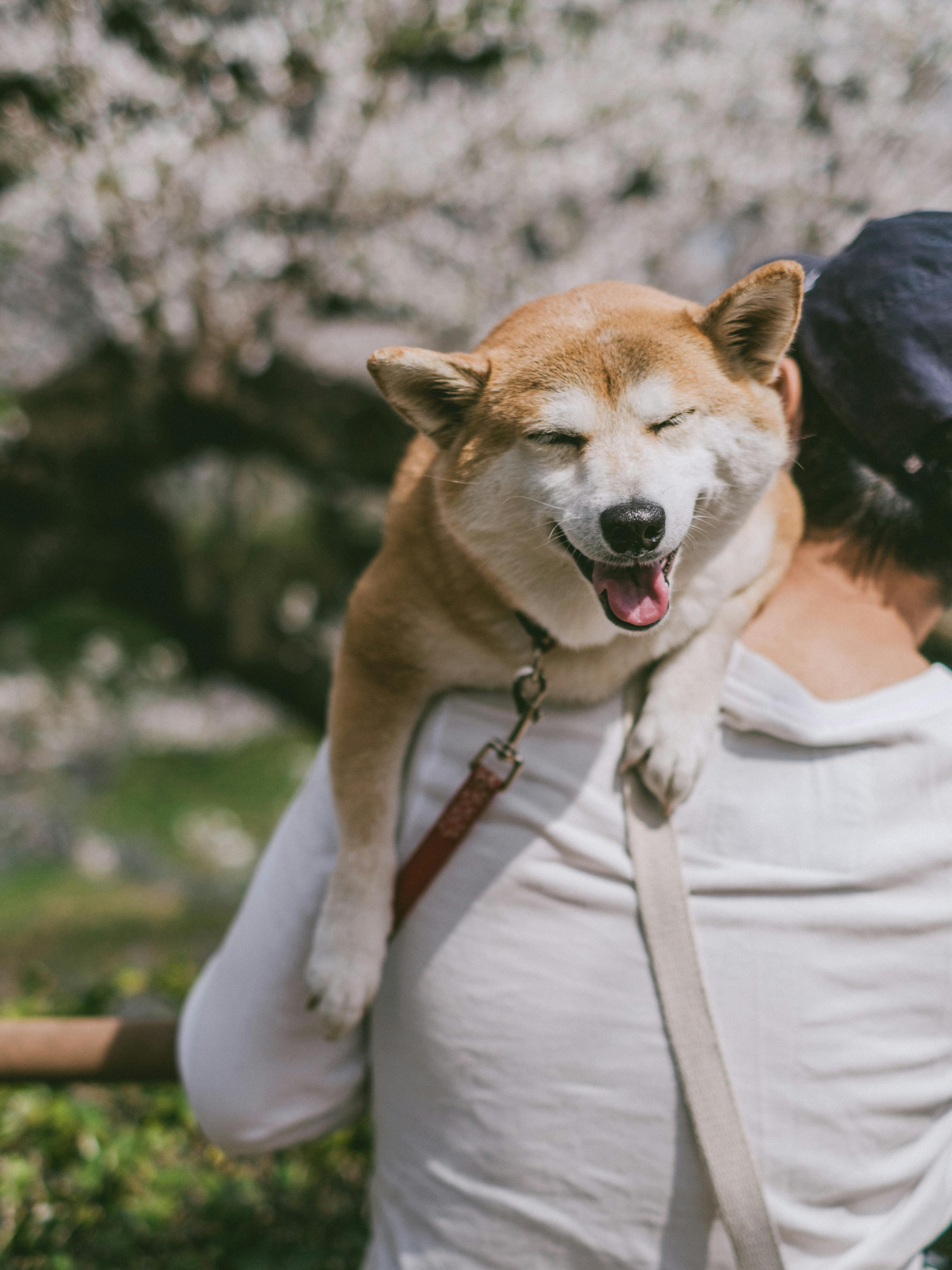 Dog being carried hi-res stock photography and images - Alamy