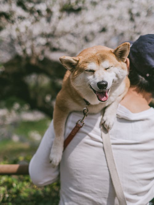 Δωρεάν στοκ φωτογραφιών με shiba inu, άνδρας, άνθρωπος