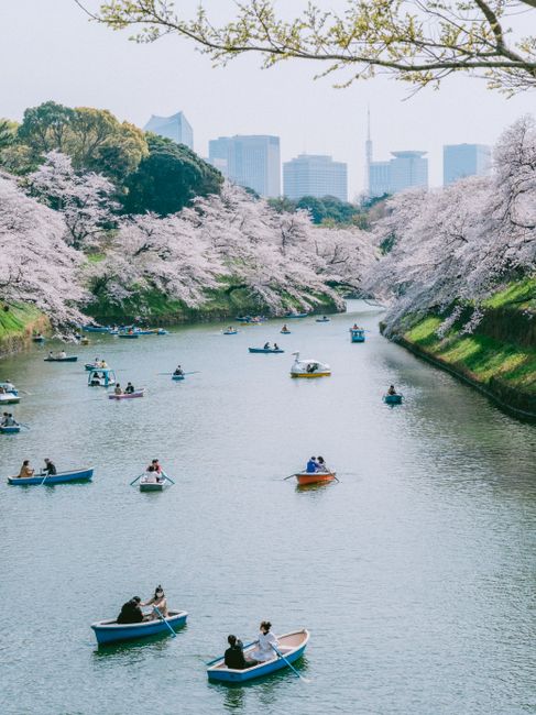 Boaters enjoy the picturesque cherry blossoms along a canal in Tokyo, Japan.