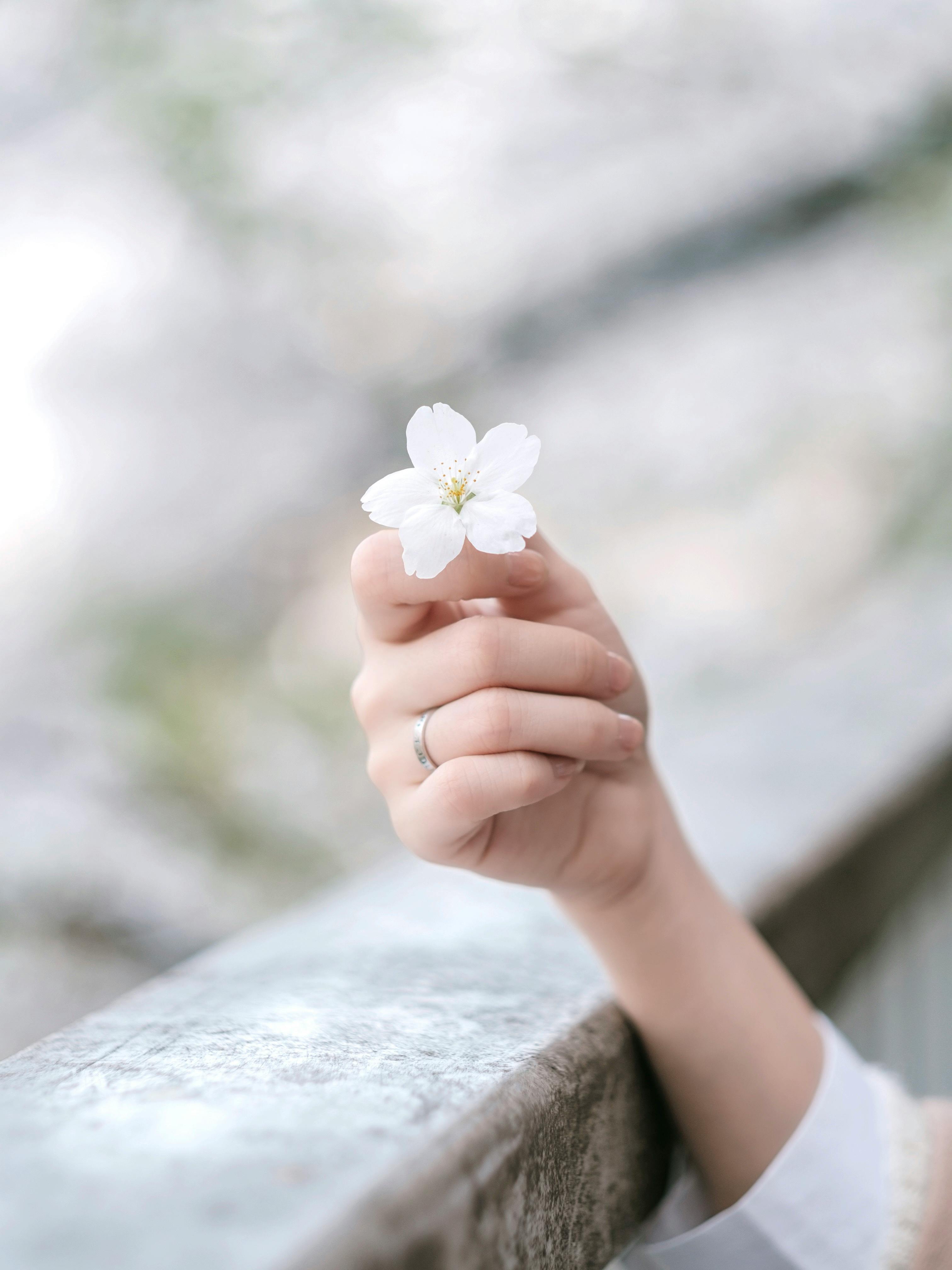 A delicate white cherry blossom gently held by a hand with a soft blurred background.