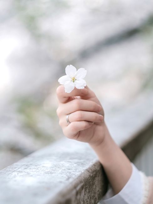 A delicate white cherry blossom gently held by a hand with a soft blurred background.