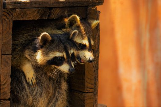 Two raccoons peering from a wooden structure, showcasing wildlife curiosity.