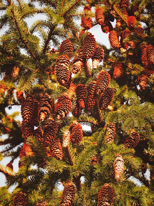 Pine Cones on Tree