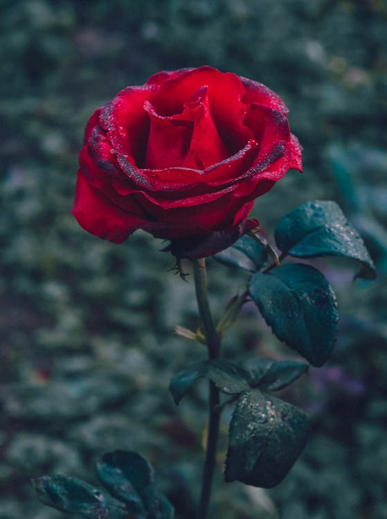 Red Rose in Bloom