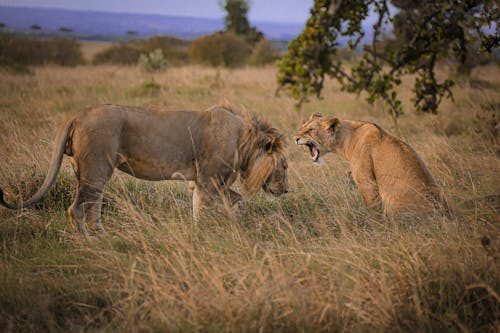 Foto profissional grátis de África, ameaça, animais selvagens
