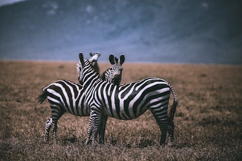 Zebras Standing on a Grass Field