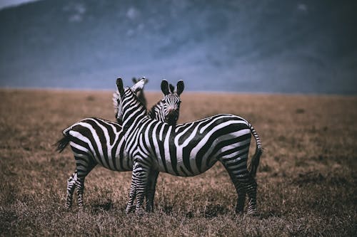 Gratis stockfoto met beesten, dieren in het wild, dierenfotografie