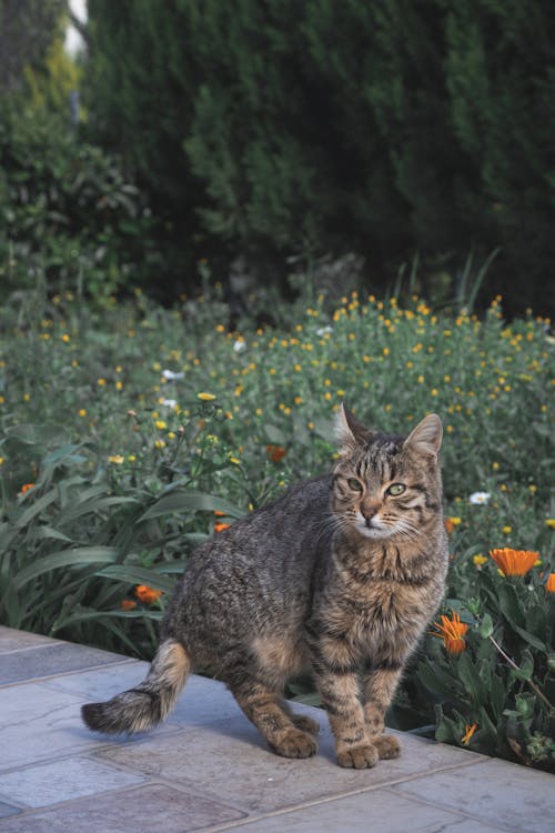 Foto d'estoc gratuïta de animal, felí, fotografia de mascotes