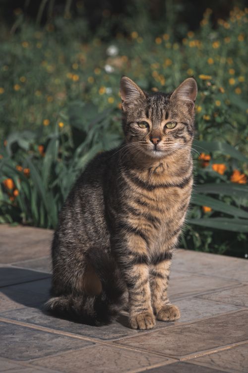 Free A close-up of a beautiful tabby cat sitting on a patio in a blooming garden. Stock Photo