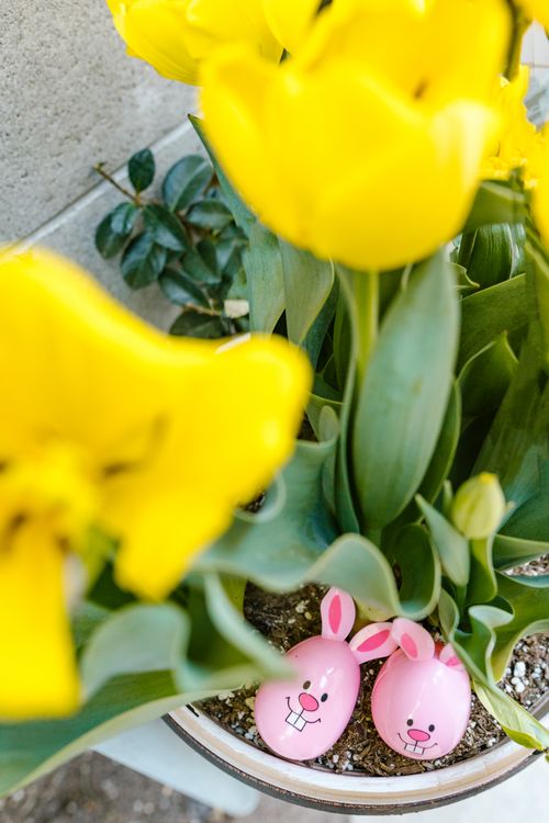 Free Pink bunny Easter eggs hidden among vibrant yellow tulips, perfect for seasonal celebrations. Stock Photo