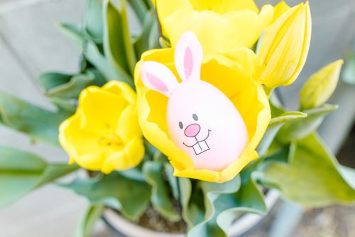 Free A cute Easter egg decorated with a bunny face nestled among vibrant yellow tulips. Stock Photo