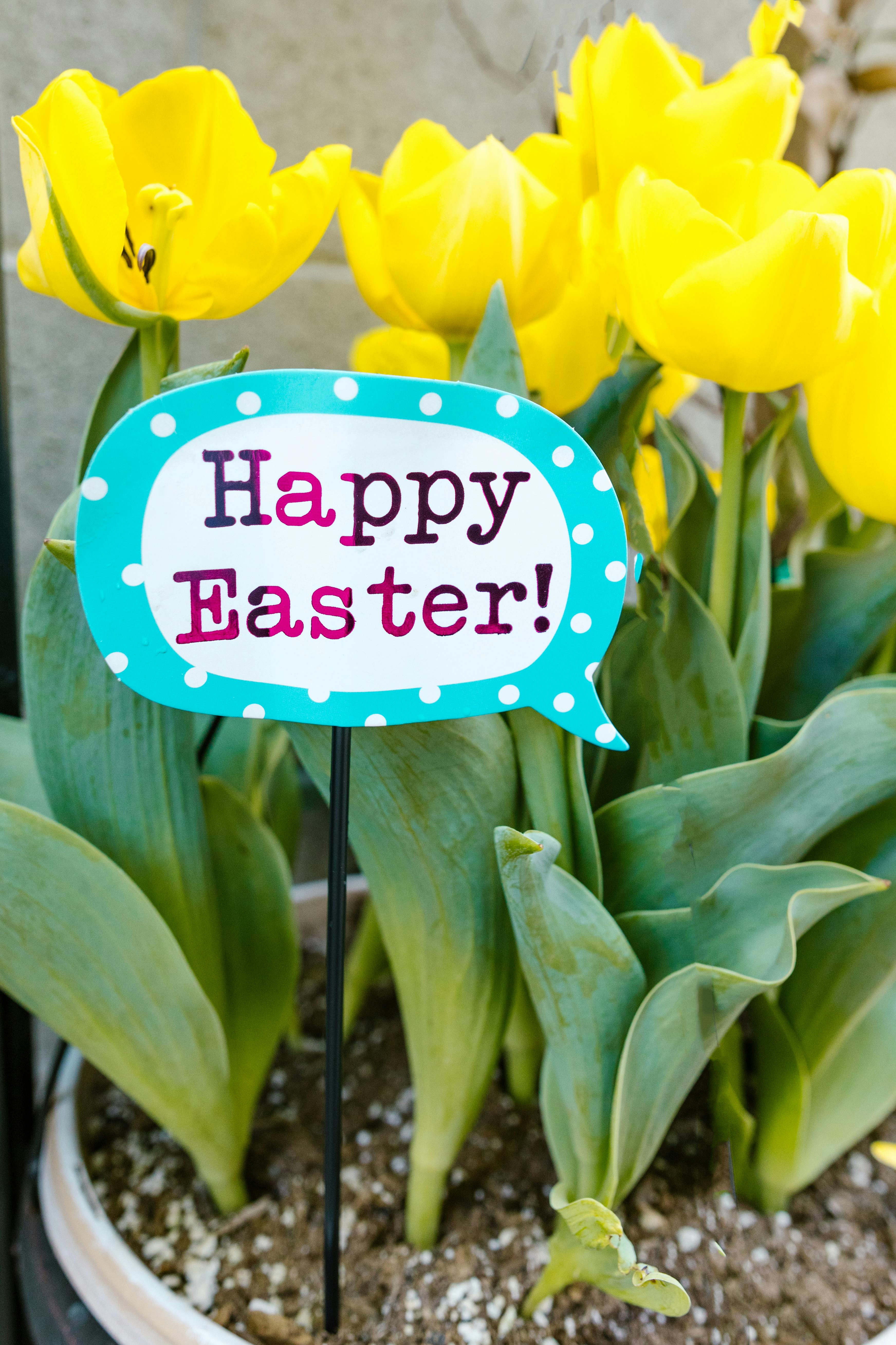 6 673 Best Free Easter sunday Stock Photos Images · 100% Royalty 6 673 Best Free Easter sunday Stock Photos Images · 100% Royalty