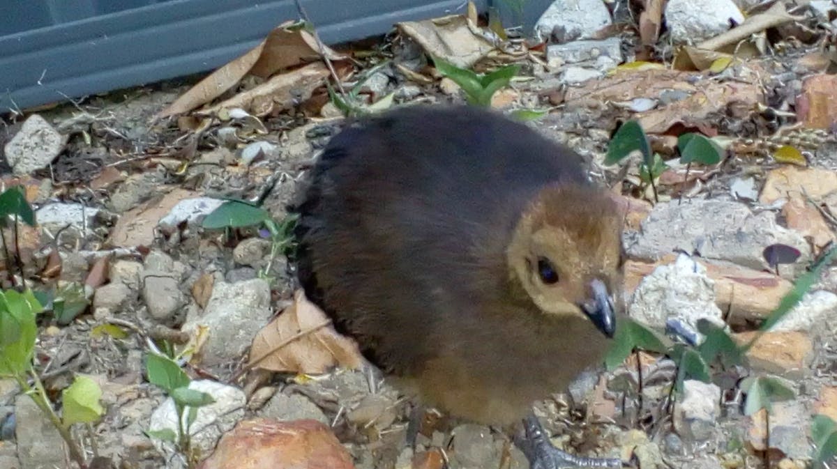 Person filming a social media video showing healthy meals on a table
