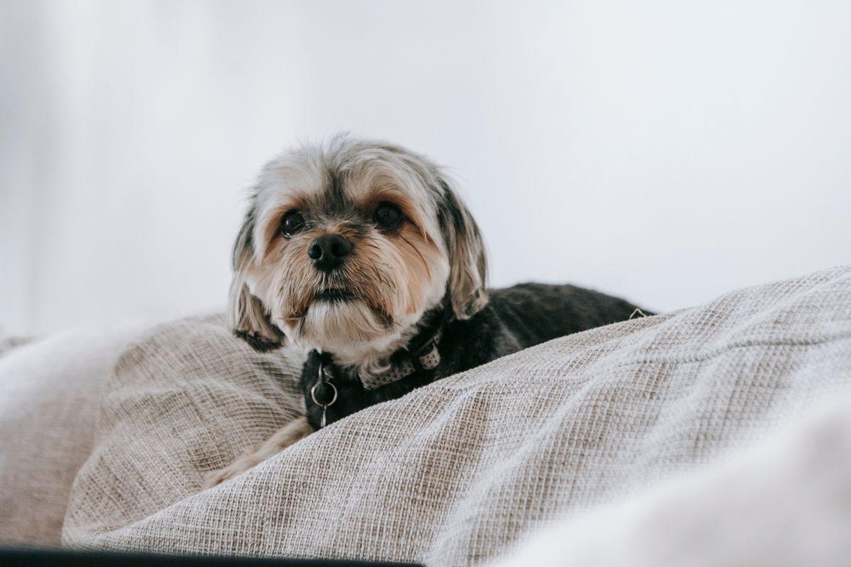 A small dog lies on a bright bed, matching the overnight routine where owners may first notice odor, damp fur, or spots on a liner.