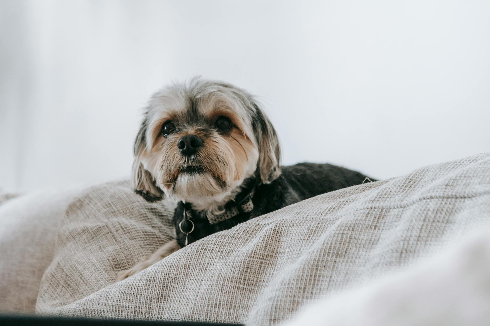 Yorkshire terrier hund sitter på sängen och tittar på kameran medan vi vilar i sovrummet