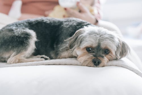 Δωρεάν στοκ φωτογραφιών με casual, maltese, morkie