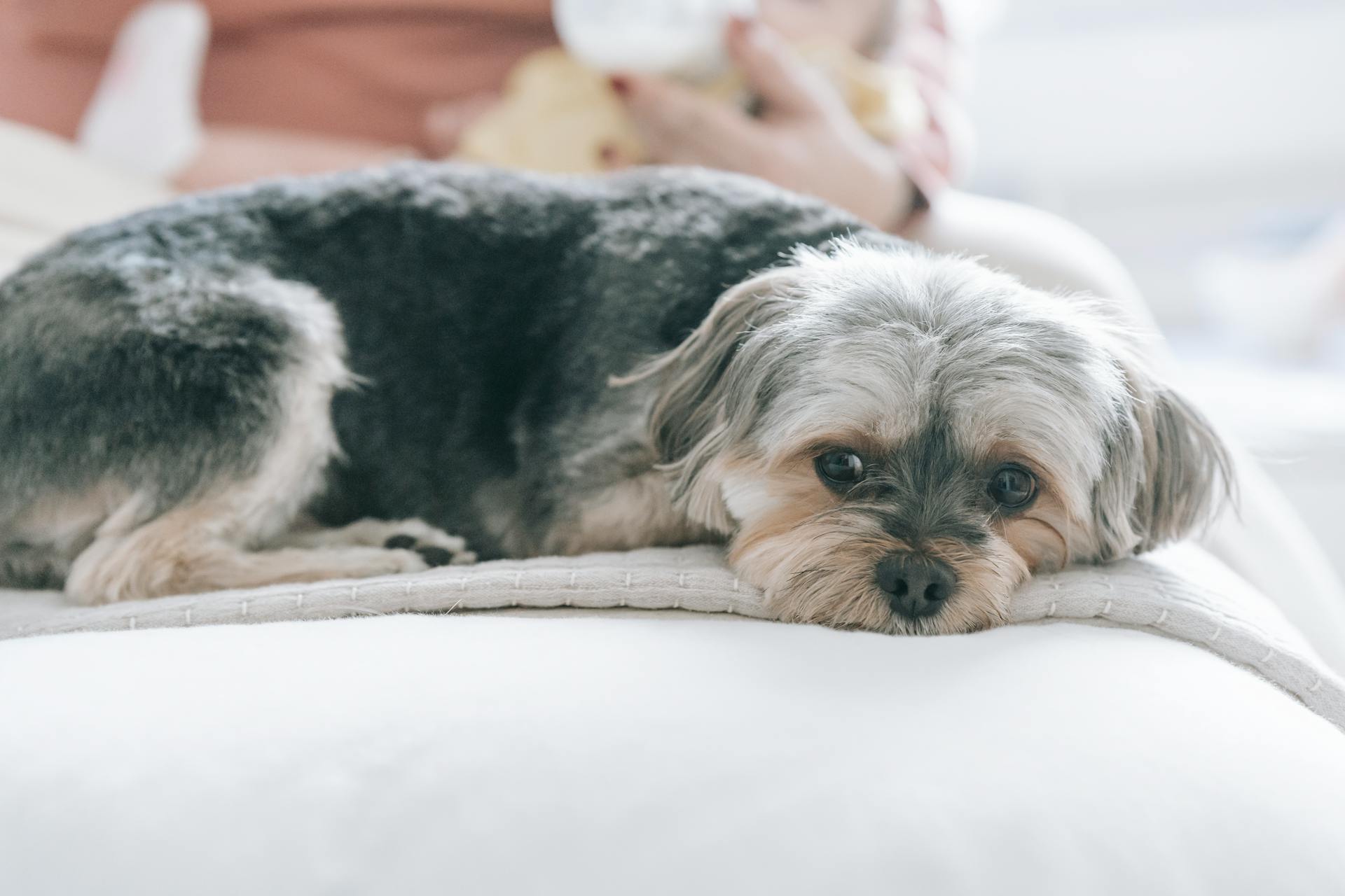 Le chien Morkie couché sur le lit