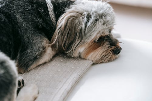 Free Cute loyal dog resting on sofa at home Stock Photo