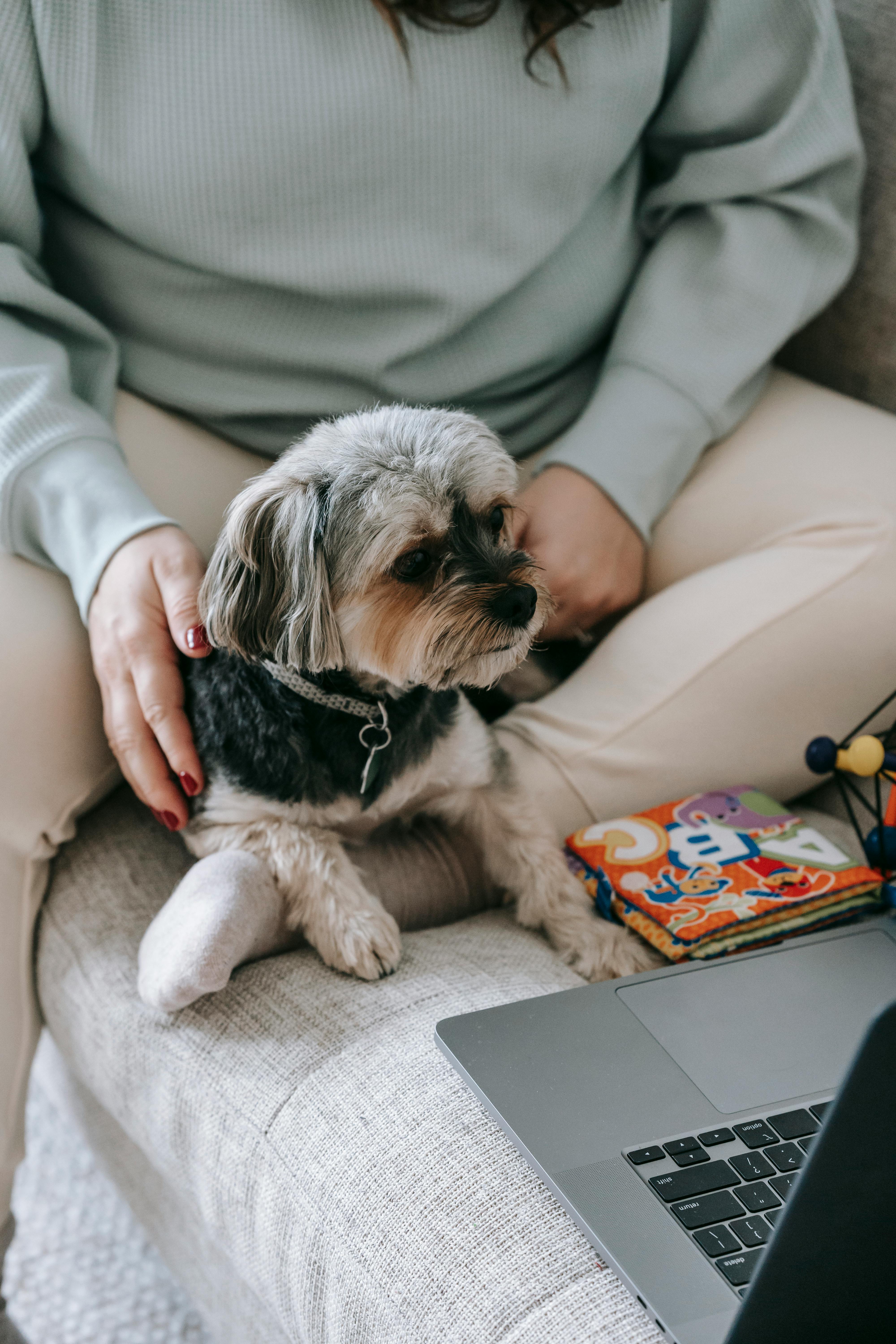 crop woman with curious dog watching laptop together on couch