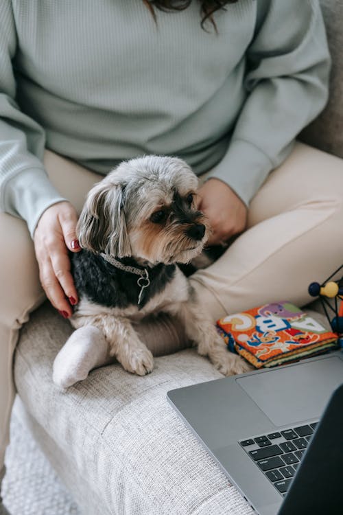 Crop anonymous female owner with loyal cute Yorkshire Terrier resting on comfortable sofa and watching movie together on laptop during weekend at home