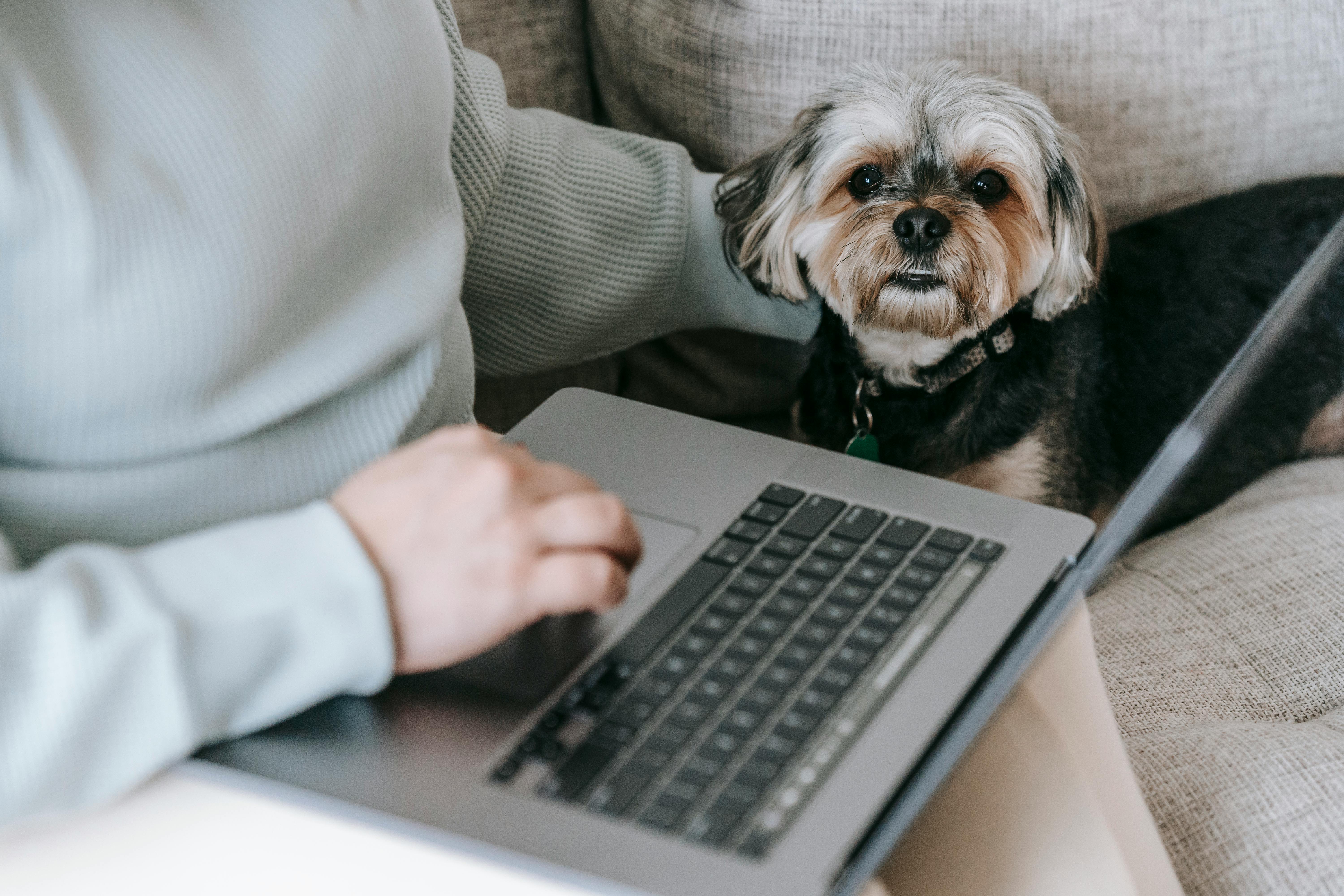 adorable dog sitting on sofa near anonymous woman working on laptop