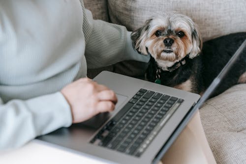 Adorable dog sitting on sofa near anonymous woman working on laptop