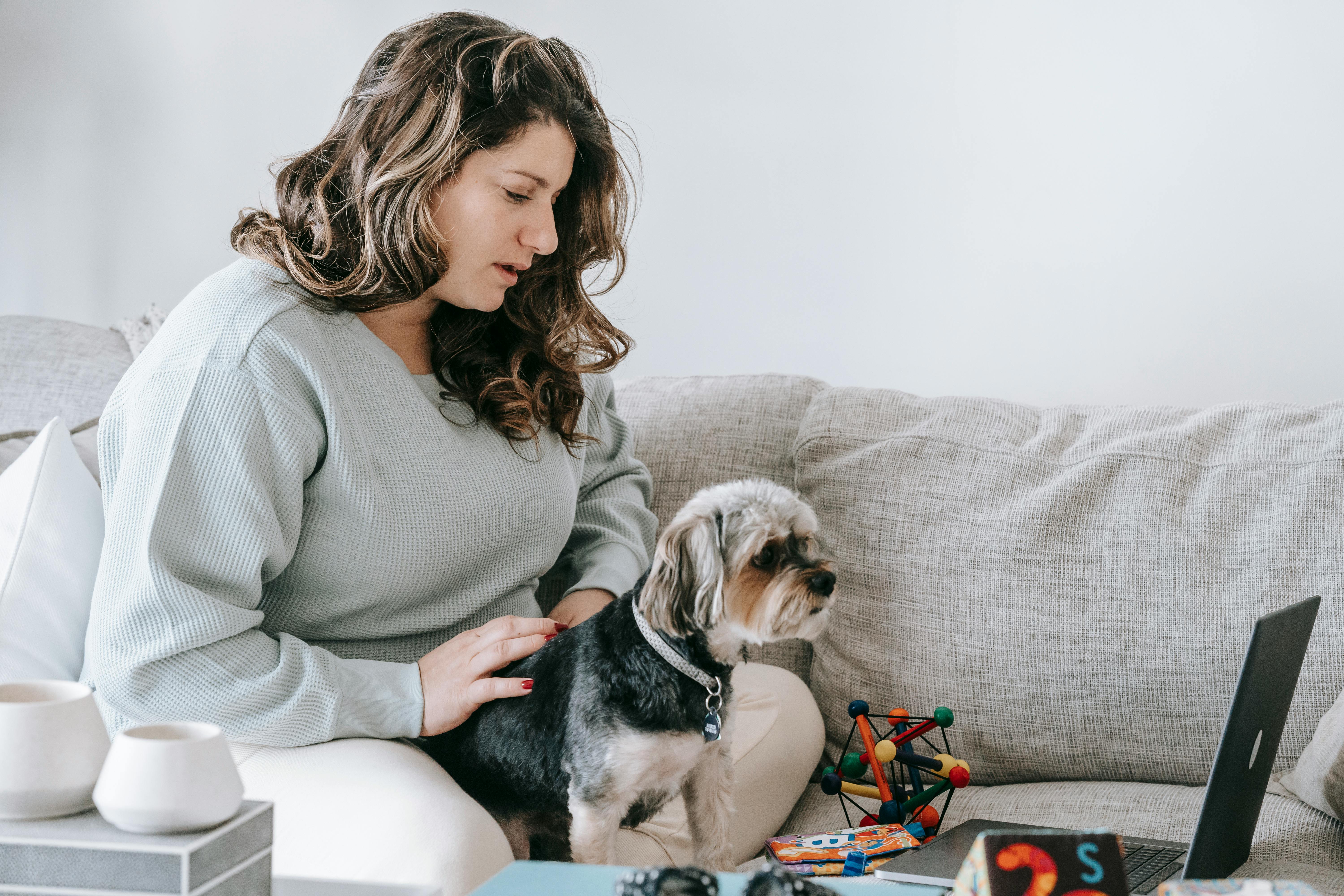 Young female owner with wavy hair in casual clothes sitting on comfy sofa and stroking adorable Yorkshire Terrier dog while watching together interesting movie on laptop at home