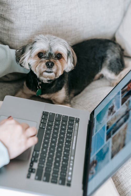 From above of adorable Yorkshire Terrier dog resting on comfy sofa near crop anonymous self employed woman working online on laptop