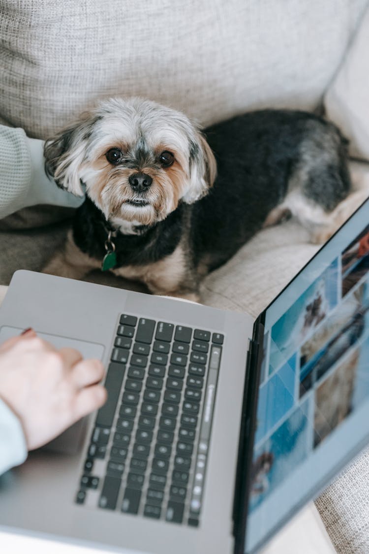 Cute Dog Sitting On Sofa Near Crop Anonymous Owner Using Netbook