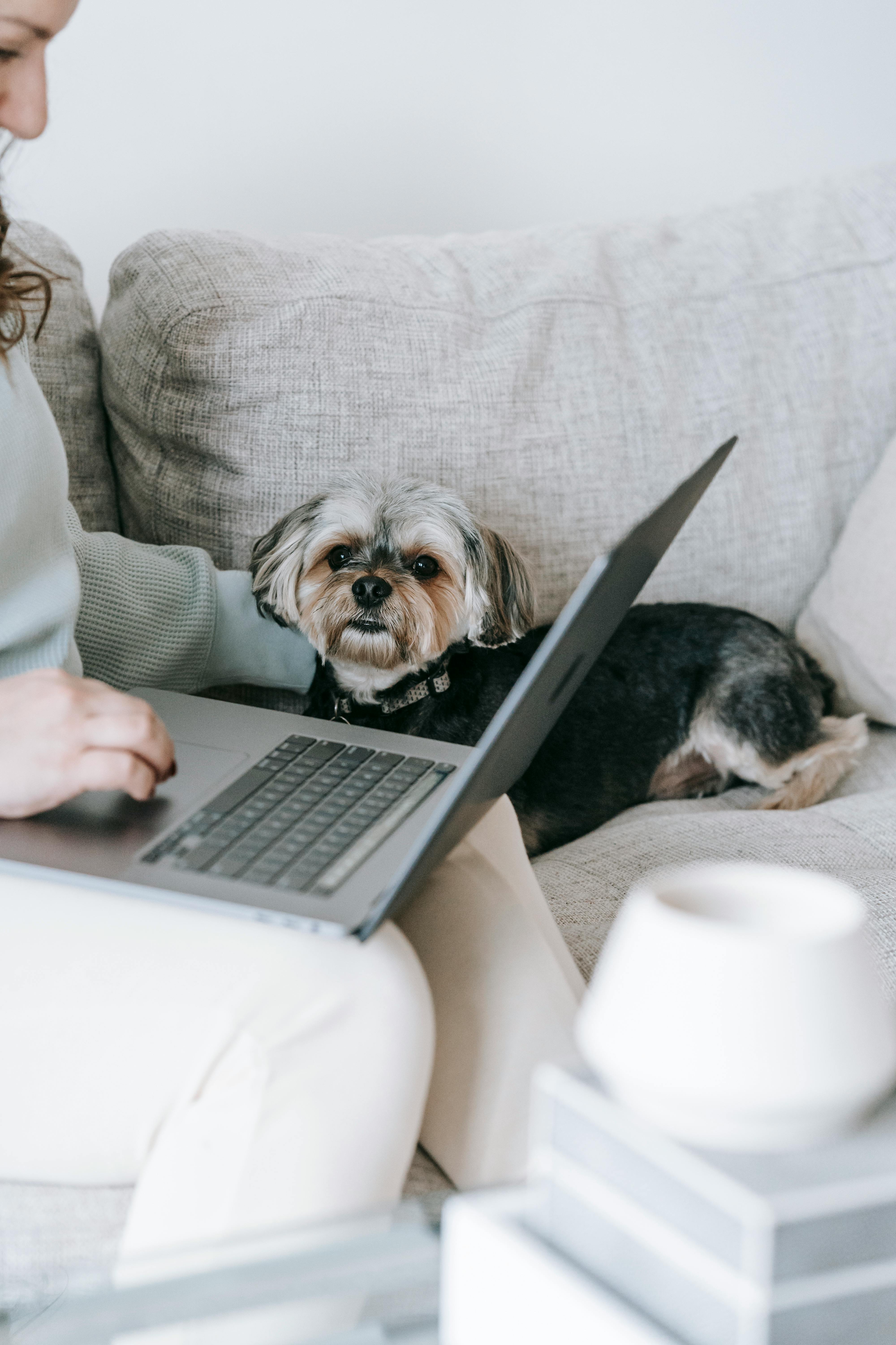 faceless woman browsing laptop near morkie