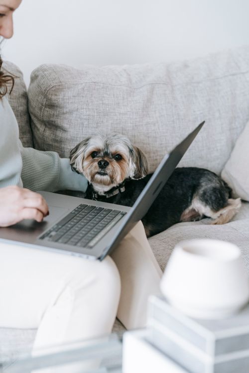 Free Crop anonymous female surfing internet on netbook netbook while sitting on comfortable couch with dog in light living room at home Stock Photo