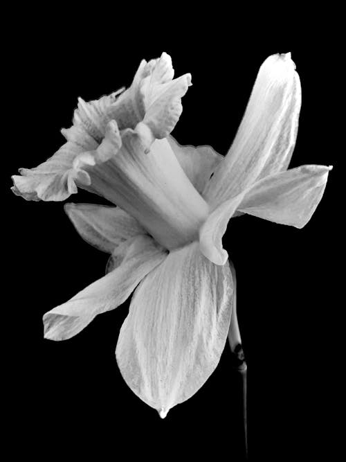 Grayscale Photo of a Daffodil Flower