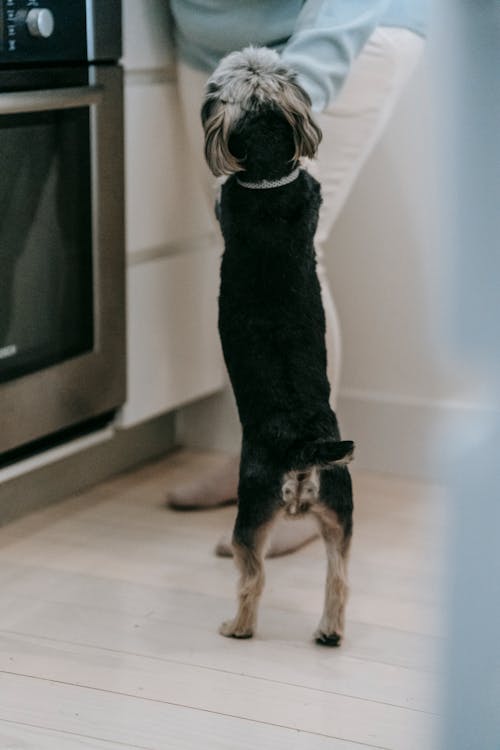 Black hairy domestic dog with collar standing on two legs in light kitchen with unrecognizable owner and modern oven at home