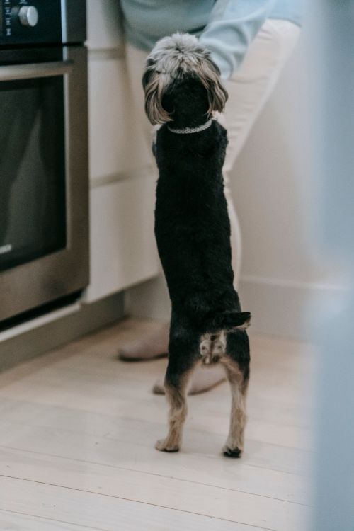 Dog Ate a Dishwasher Pod: Why the Foamy Vomit Is the Real Danger