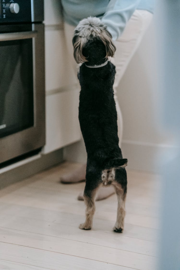 Dog Standing In Modern Kitchen