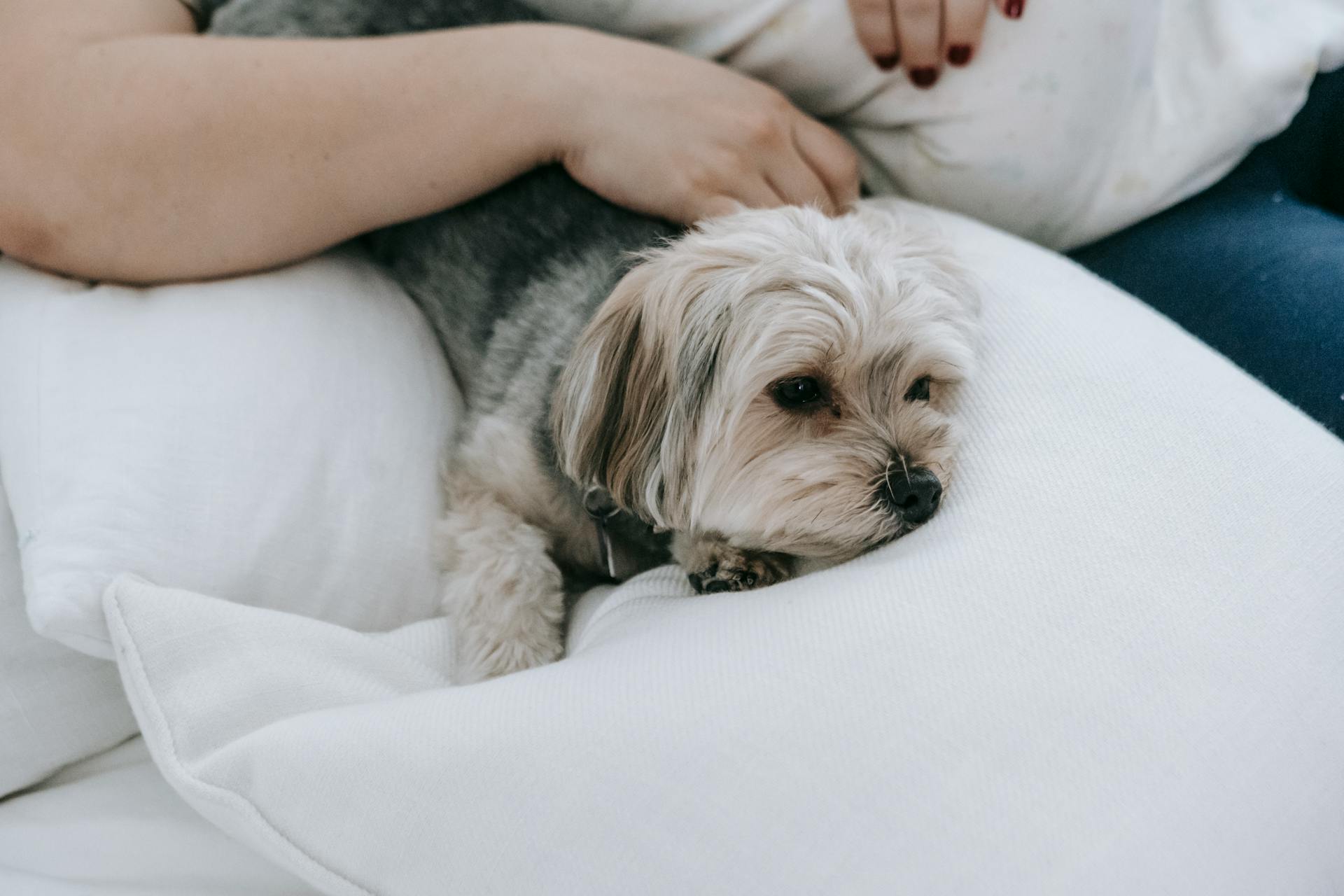 Crop unrecognizable female owner lying on bed with pillows and little cute hairy morkie dog in light bedroom at home