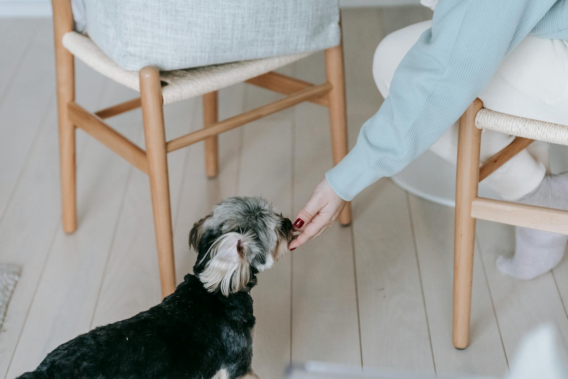 Faceless woman stroking morkie dog