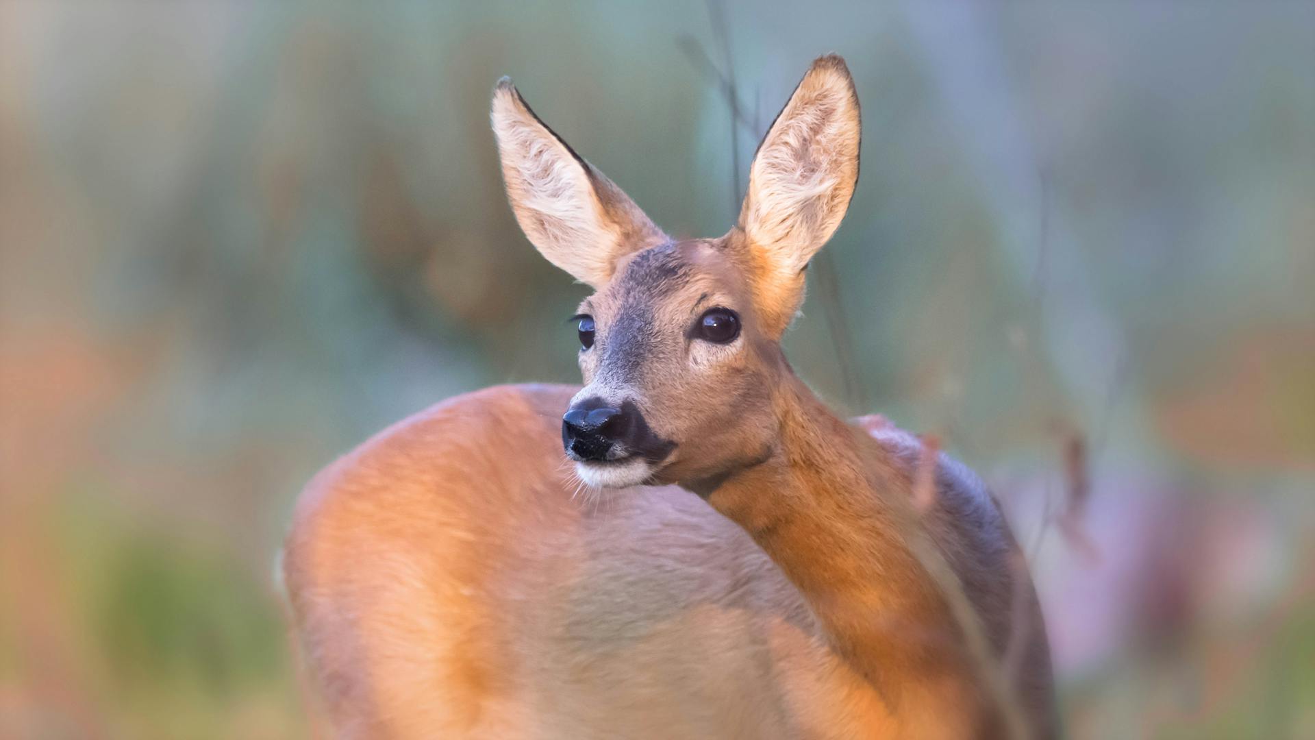 A serene close-up of a deer in its natural habitat, showcasing wildlife beauty.