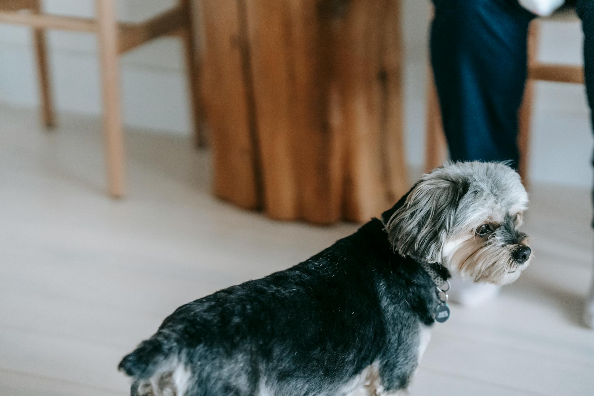 Söt hårig svart Morkie hund med fläckar och krage står på golvet i ljus vardagsrum med trästolar hemma