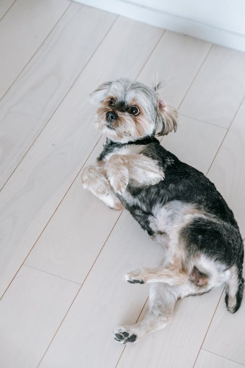Free From above of adorable purebred Morkie dog lying on wooden floor and looking away Stock Photo