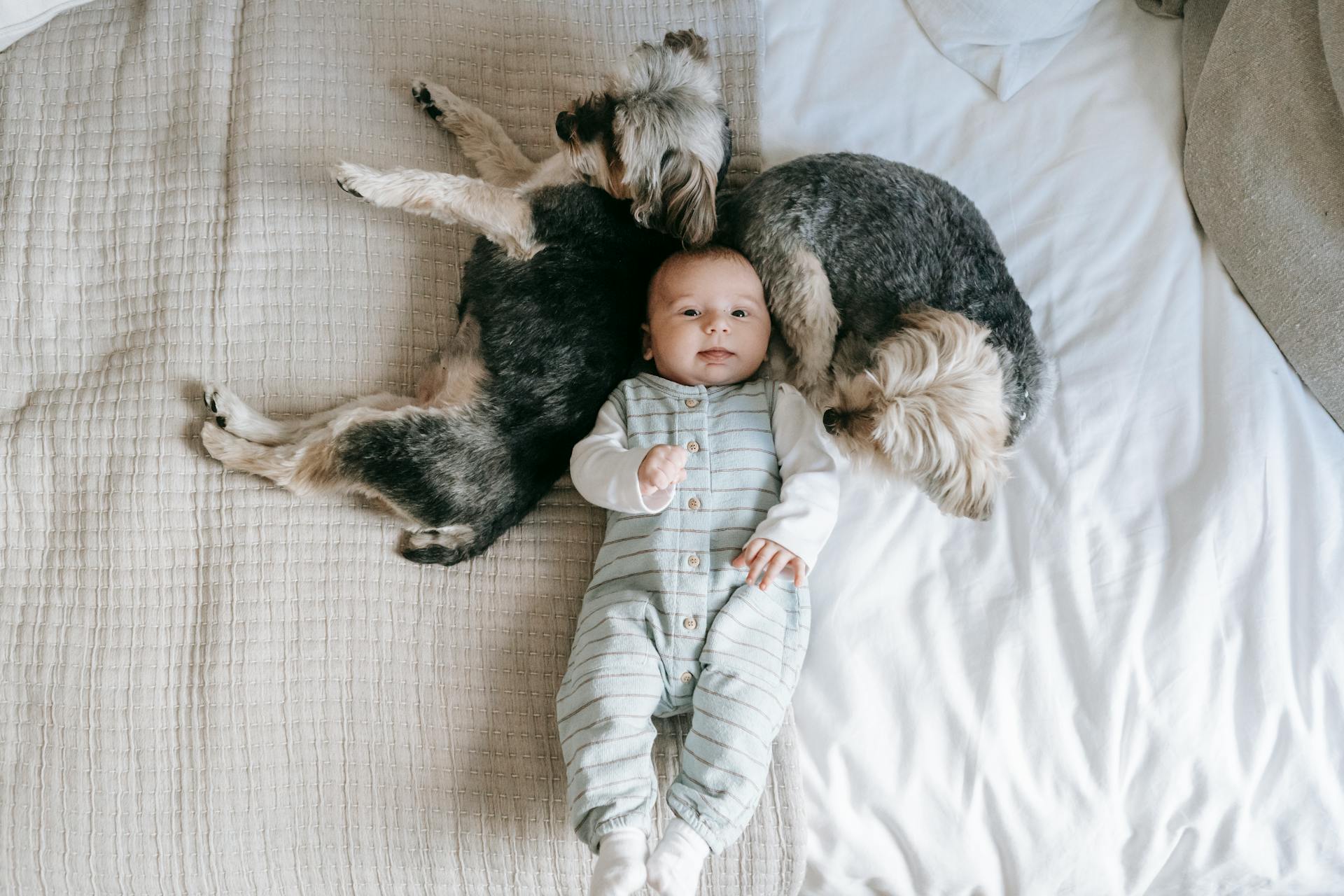 Morkies resting on bed near infant