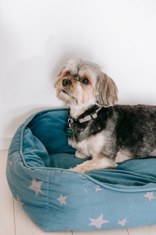 Morkie lying on dog bed near wall