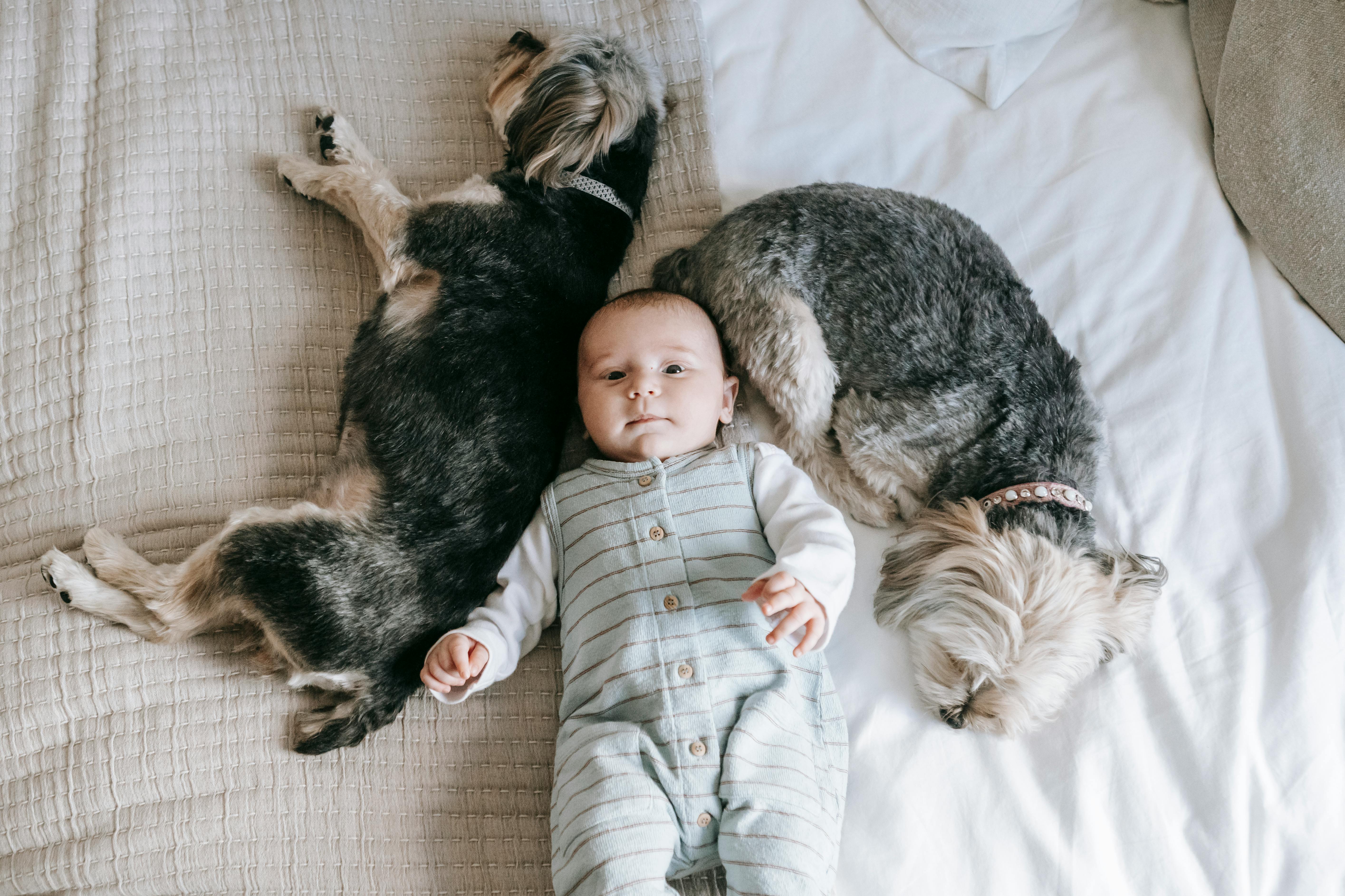 Overhead of cute little child and sleeping Morkies dogs on bed in daylight