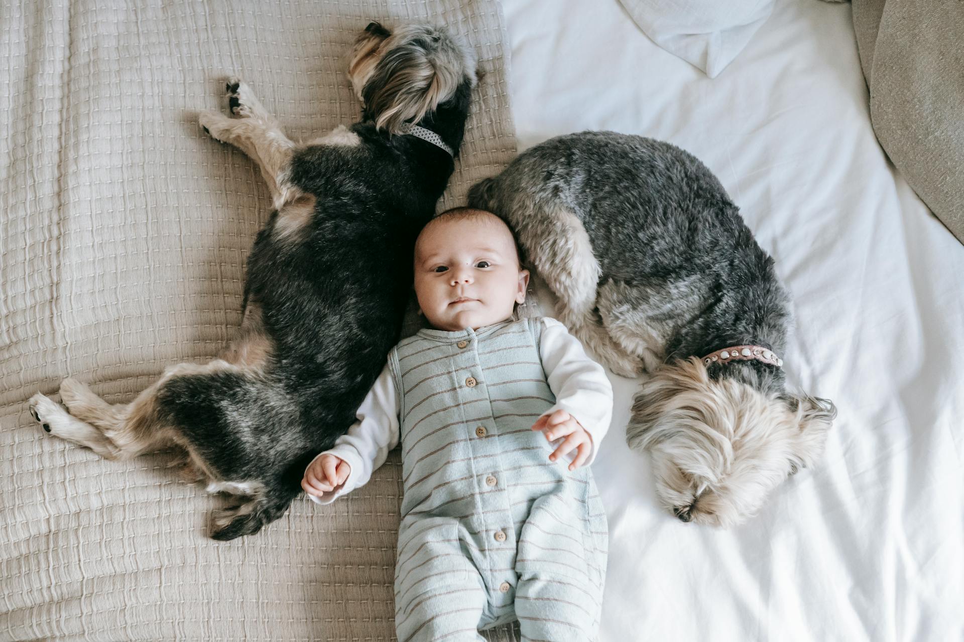 Au-dessus d'un enfant mignon et de chiens Morkies endormis dans un lit en plein jour