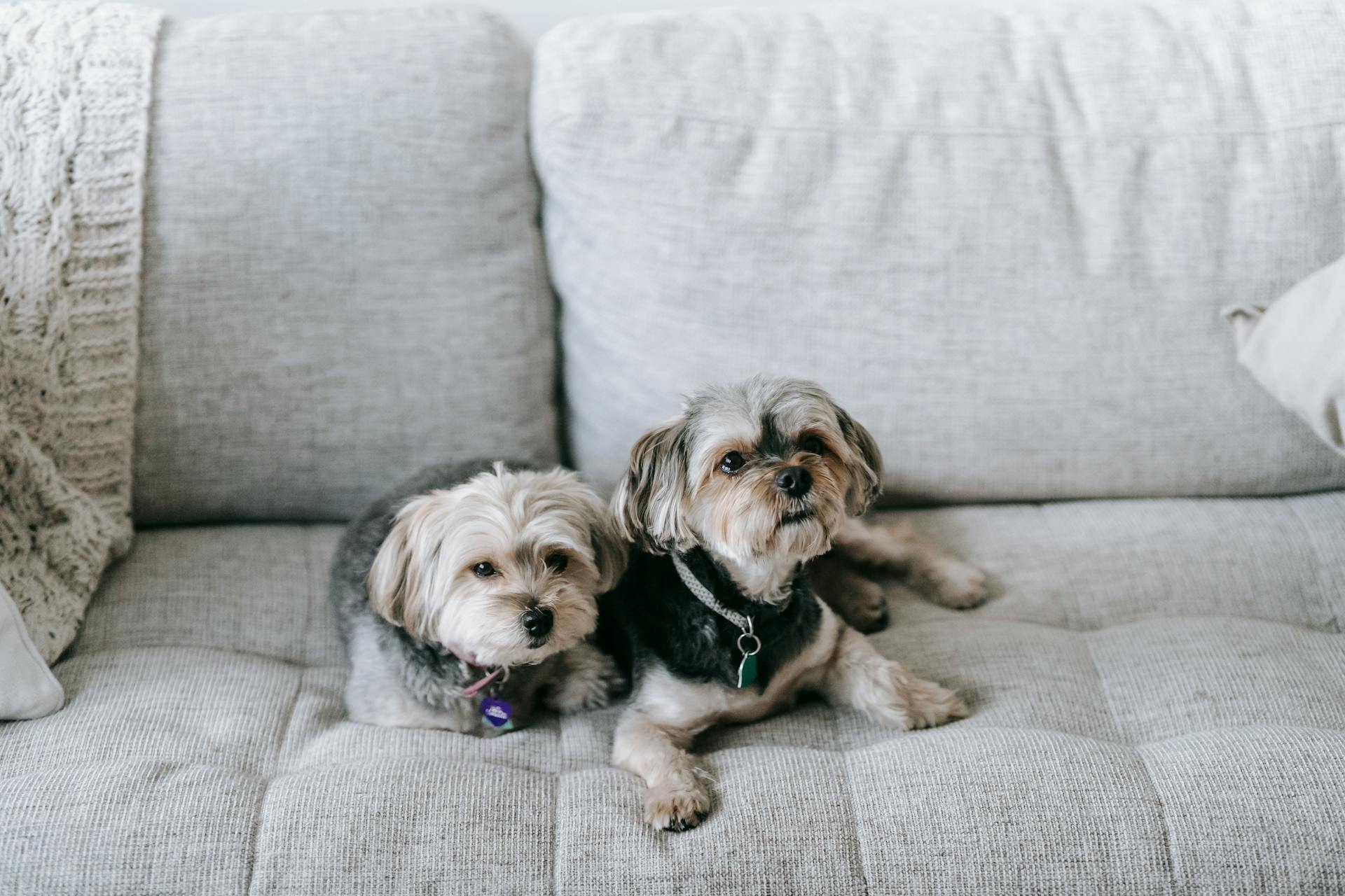 Hauts angles de mignons chiens Morkie allongés sur un canapé confortable et regardant ailleurs