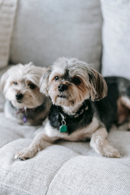 Attentive Morkies on gray couch looking away