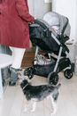 Adorable little puppy standing on floor near crop unrecognizable female in warm clothes holding stroller